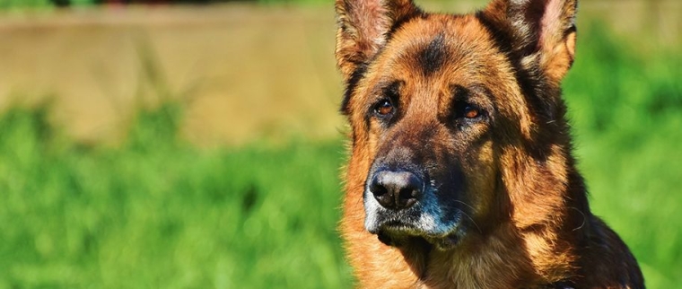 chien de catégorie 2